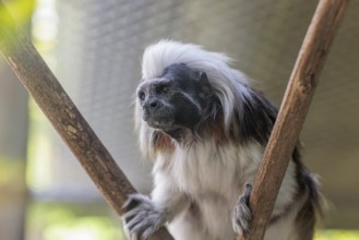 Cotton-top tamarin (Saguinus oedipus) at the Chattanooga Zoo in Chattanooga, Tennessee
