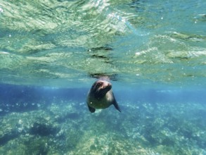 Sea lion (Zalophus wollebaeki), underwater, Galapagos, Ecuador