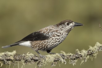 Spotted Nutcracker (Nucifraga caryocatactes), St. Gallen, Switzerland
