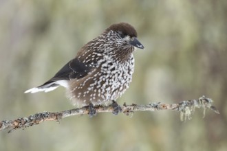 Spotted Nutcracker (Nucifraga caryocatactes), St. Gallen, Switzerland