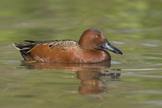 Cinnamon Teal (Spatula cyanoptera) male, Texas, USA