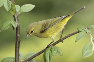 Orange-crowned Warbler (Leiothlypis celata), British Columbia, Canada