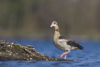 Egyptian Goose (Alopochen aegyptiaca), North Rhine-Westphalia, Germany