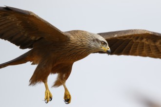 Black Kite (Milvus migrans) flying, Spain