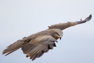 Black Kite (Milvus migrans) flying, Spain