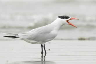 Caspian Tern (Hydroprogne caspia) calling, Gambia