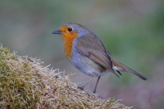 European Robin (Erithacus rubecula), North Rhine-Westphalia, Germany