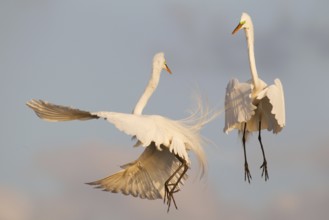 Great Egret (Ardea alba) flying, Florida, USA