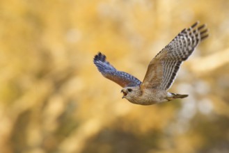 Red-shouldered Hawk (Buteo lineatus) calling in flight, Florida, USA