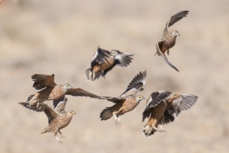 Burchell's Sandgrouse (Pterocles burchelli) male flying, Northern Cape, South Africa
