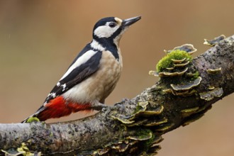 Great Spotted Woodpecker (Dendrocopos major) female, Asturias, Spain