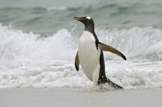 Gentoo Penguin (Pygoscelis papua), Falkland Islands