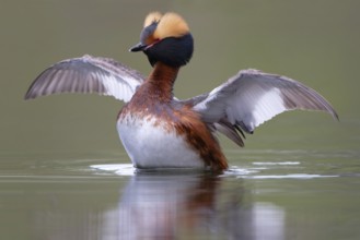Horned Grebe (Podiceps auritus), Dalarna, Sweden