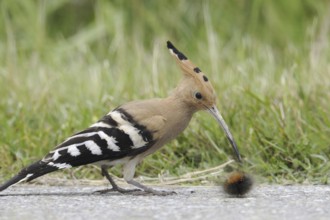 Eurasian Hoopoe (Upupa epops), Austria