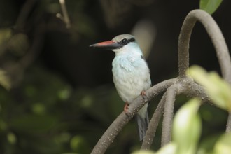 Blue-breasted Kingfisher (Halcyon malimbica), Gambia