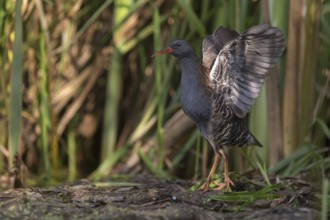 Water Rail (Rallus aquaticus), Saxony, Germany