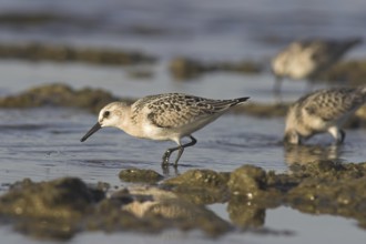 Sanderling (Calidris alba), Ontario, Canada