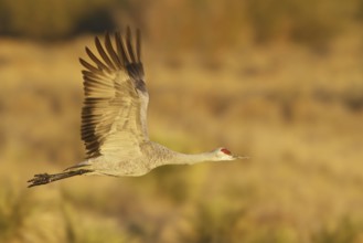 Sandhill Crane (Antigone canadensis) flying, New Mexico, USA