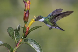 White-throated Hummingbird (Leucochloris albicollis) flying and feeding at a flower in the Atlantic