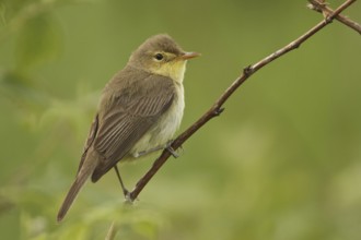 Melodious Warbler (Hippolais polyglotta), Saarland, Germany