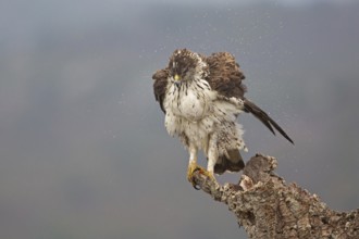 Bonelli's Eagle (Aquila fasciata), Extremadura, Spain
