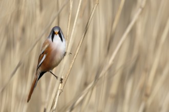 Bearded Reedling (Panurus biarmicus) male perched in reedbed, Mecklenburg-Western, Pomerania,