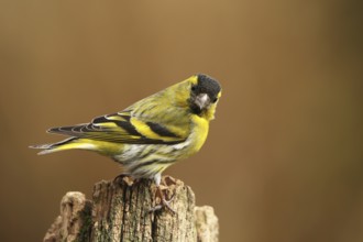 Eurasian Siskin (Spinus spinus) male, Lower Saxony, Germany