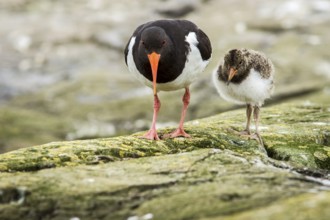 Eurasian Oystercatcher (Haematopus ostralegus) adult and chick, Farne Islands, United Kingdom