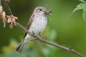 Spotted Flycatcher (Muscicapa striata), Lower Saxony, Germany