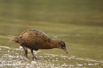 Weka (Gallirallus australis) foraging, Stewart Island, New Zealand
