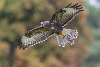 Common Buzzard (Buteo buteo) flying, Lower Saxony, Germany