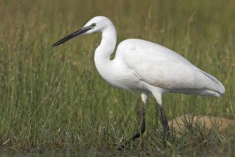 Little Egret (Egretta garzetta), Mallorca, Spain