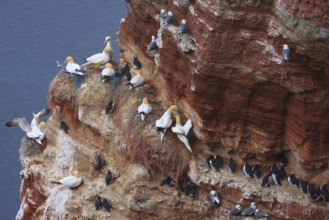 Northern Gannet & Common Murre (Morus bassanus & Uria alge), Schleswig-Holstein, Germany