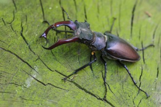 Stag Beetle (Lucanus cervus) male on bark of a tree, Germany