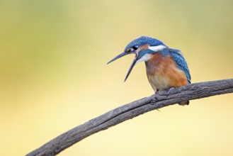 Common Kingfisher (Alcedo atthis) juvenile male regurgitating pellet, Saxony-Anhalt, Germany