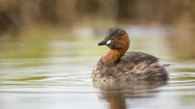 Little Grebe (Tachybaptus ruficollis), Saxony-Anhalt, Germany