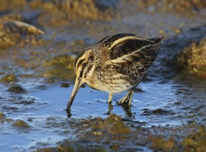 Jack Snipe (Lymnocryptes minimus), French Riviera, France