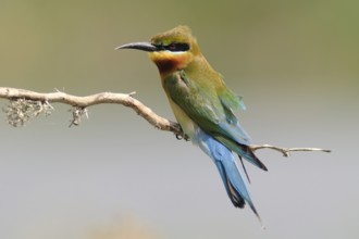 Blue-cheeked Bee-eater (Merops persicus), Sri Lanka