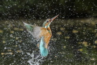Common Kingfisher (Alcedo atthis) female fishing, Lower Saxony, Germany