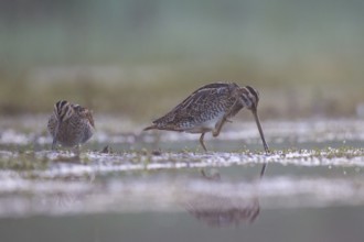 Common Snipe (Gallinago gallinago) foraging, North Rhine-Westphalia, Germany