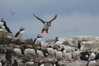 Atlantic Puffin (Fratercula arctica), Farne Islands, United Kingdom
