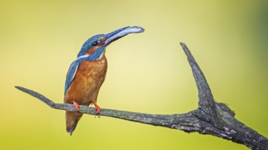 Common Kingfisher (Alcedo atthis) male perched on a branch with fish in its beak, Saxony-Anhalt,