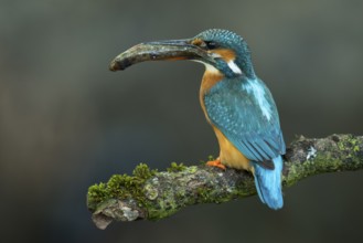 Common Kingfisher (Alcedo atthis) female perched on a branch with a fish in its beak, Lower Saxony,
