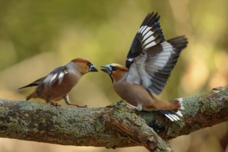 Vechtende Appelvink mannen, Hawfinch fighting males