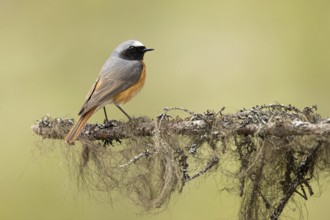 Common Redstart (Phoenicurus phoenicurus) male perched on a branch, Dalarna, Sweden