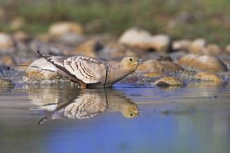 Chestnut-bellied Sandgrouse (Pterocles exustus) male, Oman