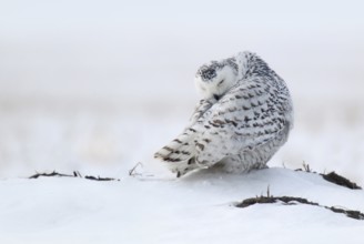 Snowy Owl (Bubo scandiacus), Ontario, Canada