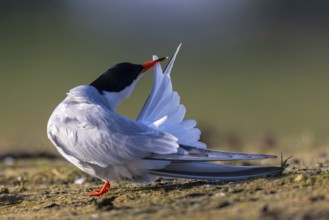 Common Tern (Sterna hirundo) preening, North Rhine-Westphalia, Germany