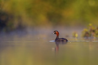 Little Grebe (Tachybaptus ruficollis), North Rhine-Westphalia, Germany