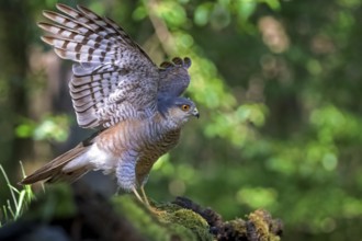 Eurasian Sparrowhawk (Accipiter nisus), Kiskunsag National Park, Hungary